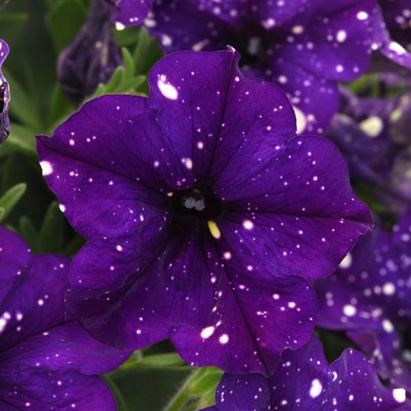Headliner™ Violet Sky