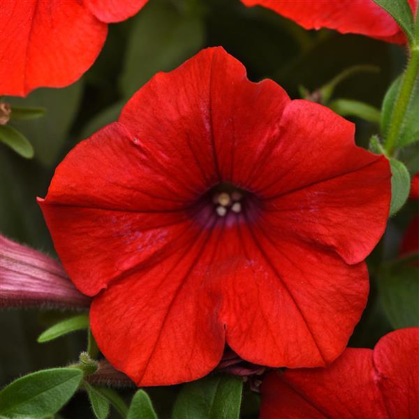 Headliner™ Red 26
