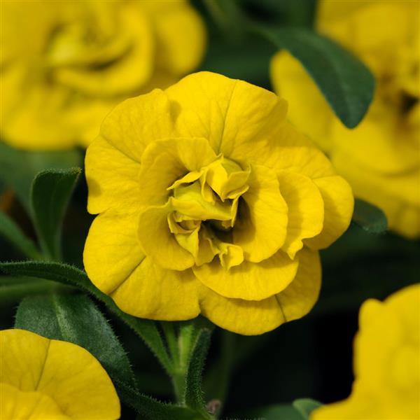 MiniFamous<sup>®</sup> Neo Double Deep Yellow