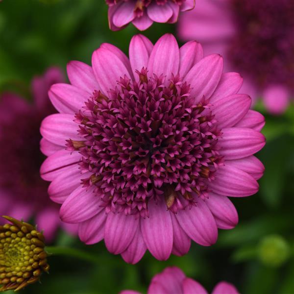 4D™ Pink