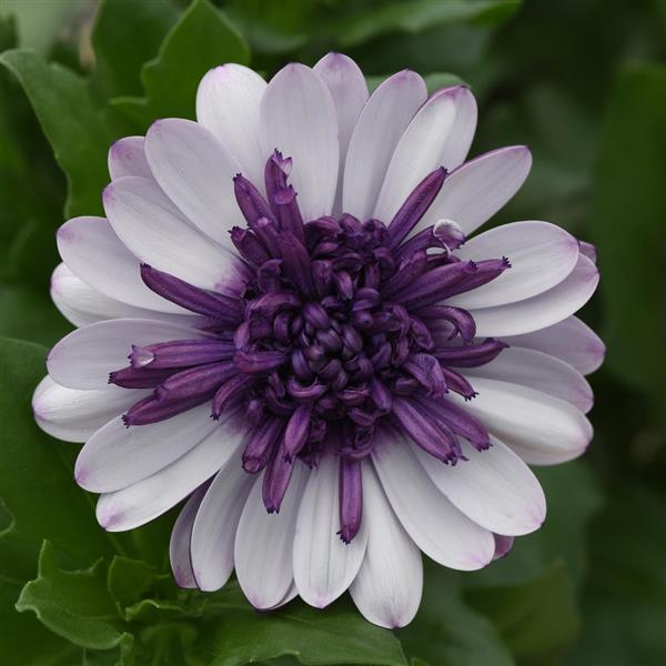 4D™ Violet Ice