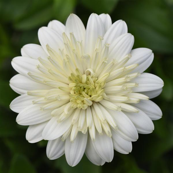 4D™ White