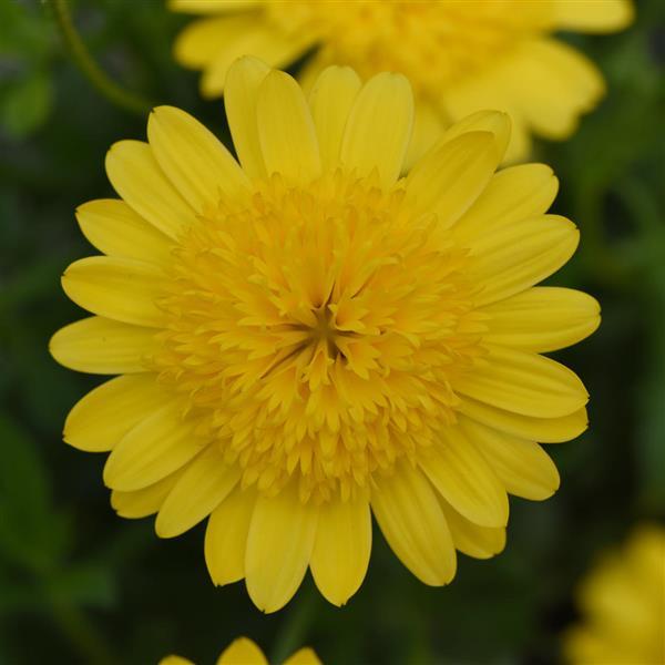 4D™ Yellow