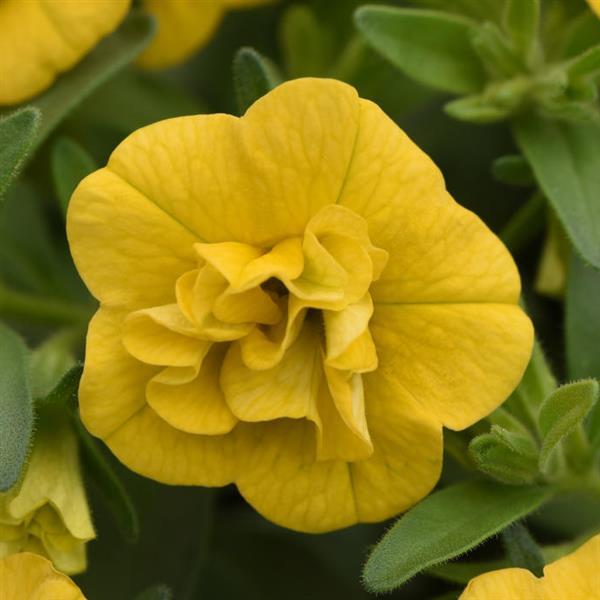 MiniFamous<sup>®</sup> Evo Double Yellow