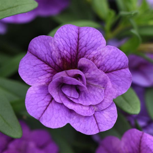 MiniFamous<sup>®</sup> Evo Double Light Blue