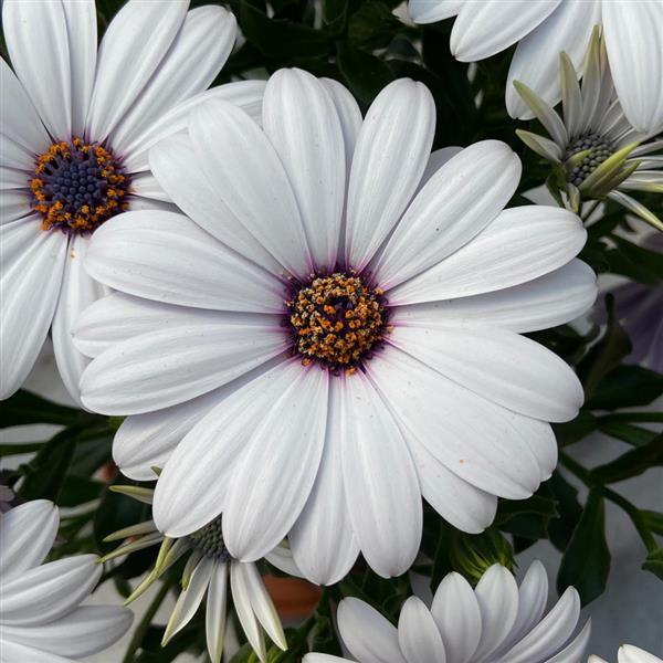 FlowerPower™ Compact White