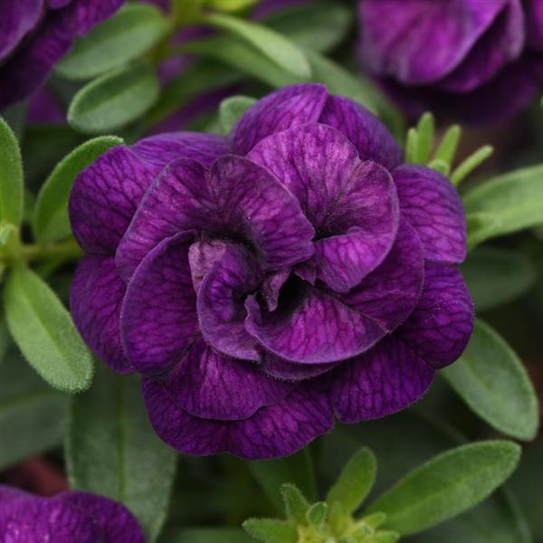 MiniFamous<sup>®</sup> Evo Double Blue