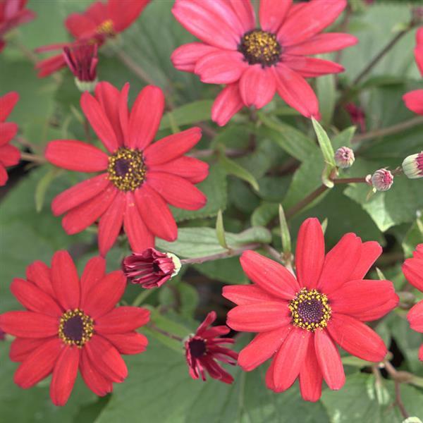 Senetti<sup>®</sup> Red