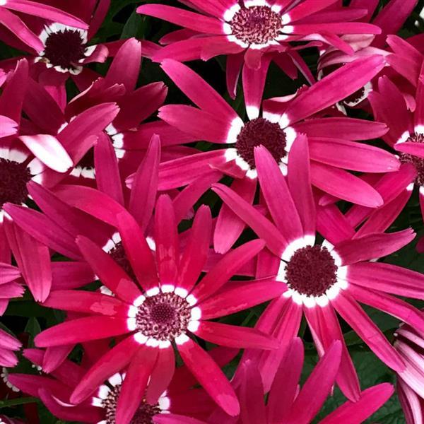 Senetti<sup>®</sup> Red Halo