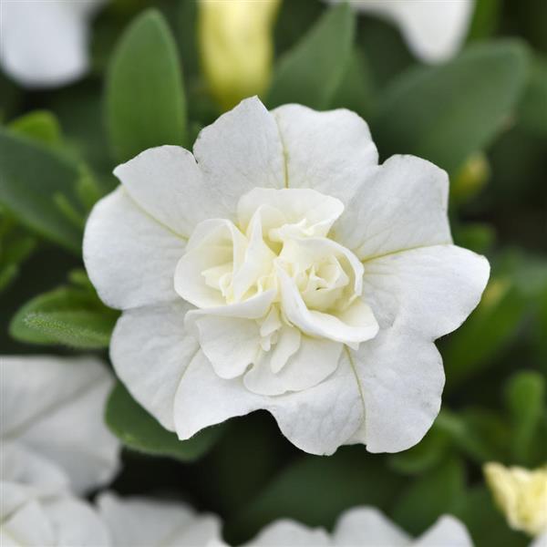 MiniFamous<sup>®</sup> Evo Double White 27