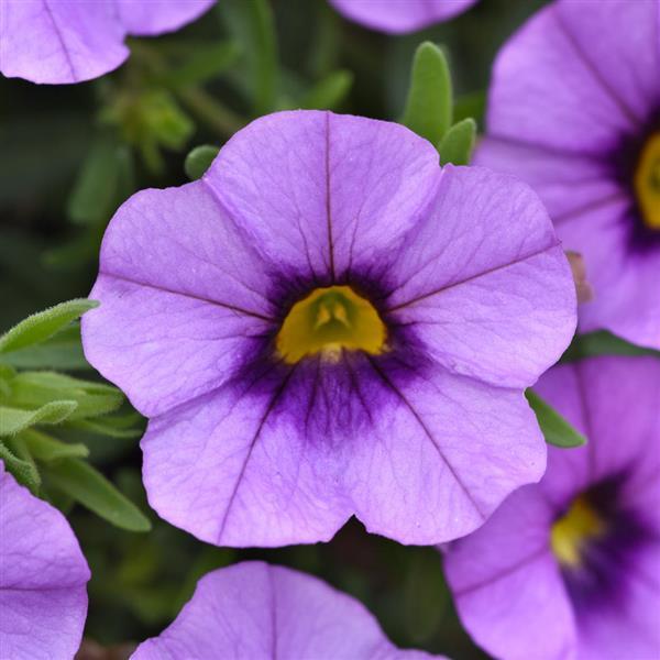 MiniFamous<sup>®</sup> Neo Amethyst Flash