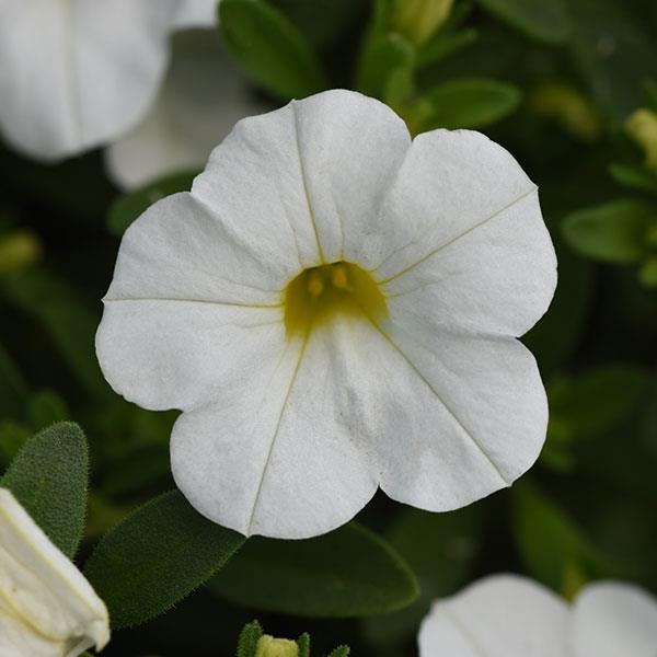 MiniFamous<sup>®</sup> Uno White