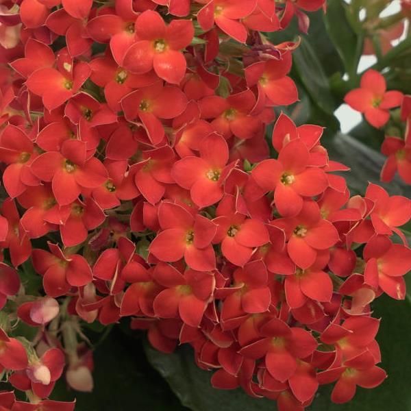 Mandala<sup>®</sup> Bright Orange