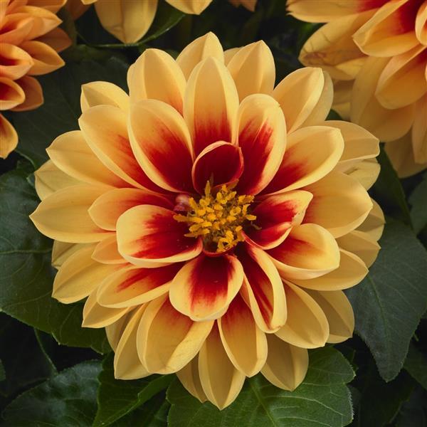 Dahlietta<sup>®</sup> Candy
