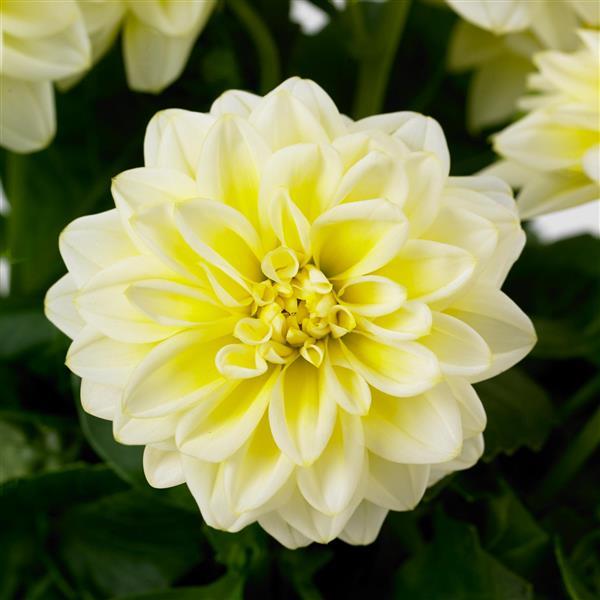 Dahlietta<sup>®</sup> Shirley