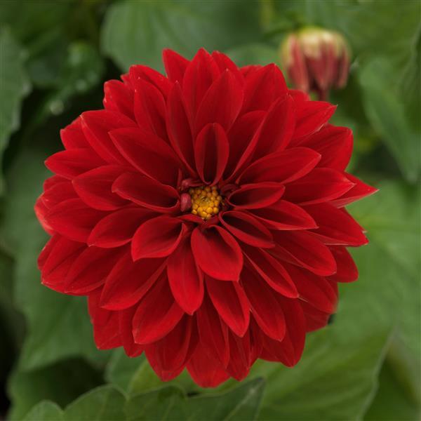 Dahlietta<sup>®</sup> Tessy