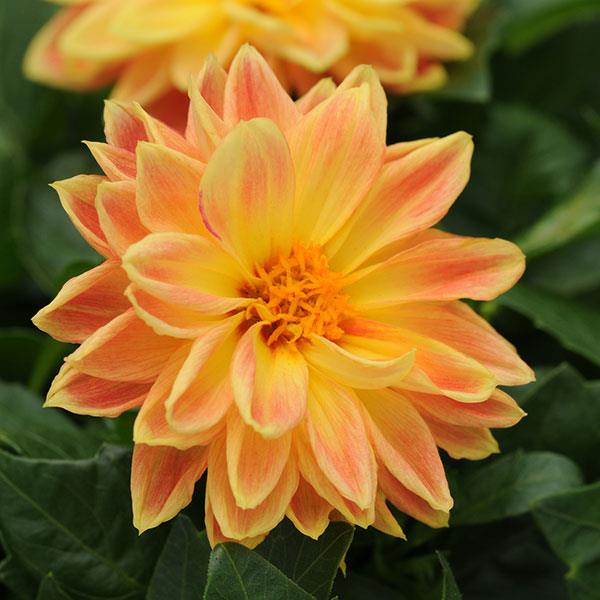 Dahlietta<sup>®</sup> Coby