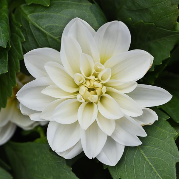 Dahlietta<sup>®</sup> Blanca 27
