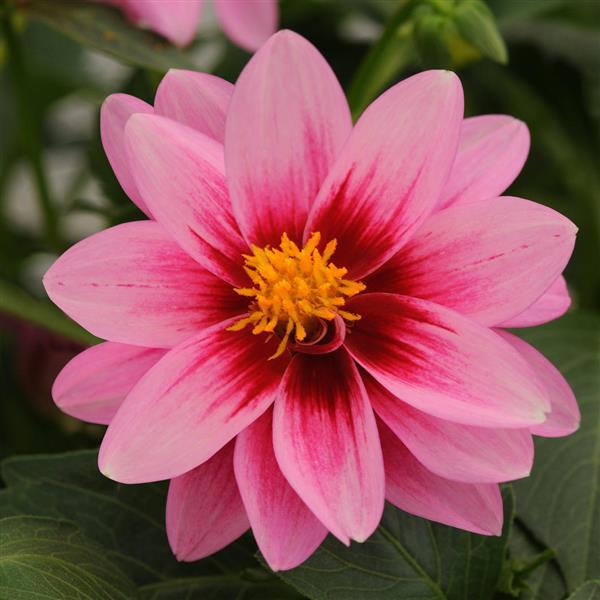 Dalaya<sup>®</sup> Pink+Rose Eye