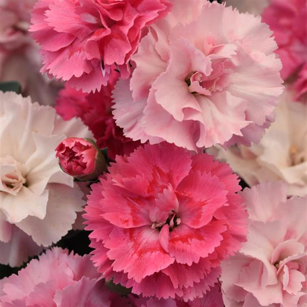 DiaDeur™ Pink Shades