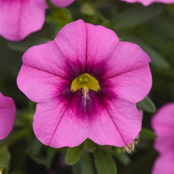 MiniFamous<sup>®</sup> Uno Rose+Eye