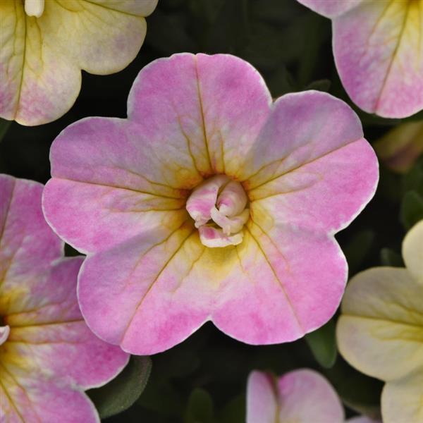 MiniFamous<sup>®</sup> Uno Pink Radiance