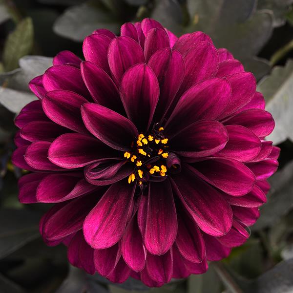 City Lights™ Purple