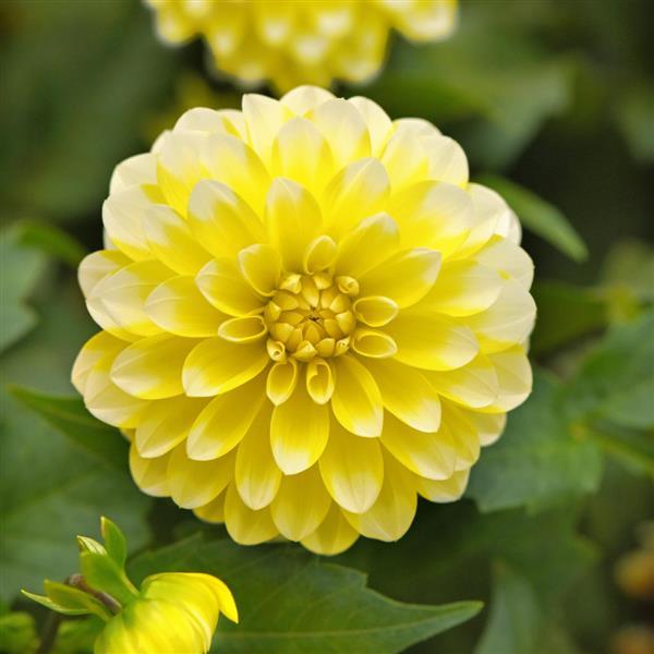 Dalaya<sup>®</sup> Yellow Lace
