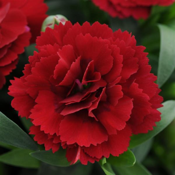 Oscar<sup>®</sup> Dark Red