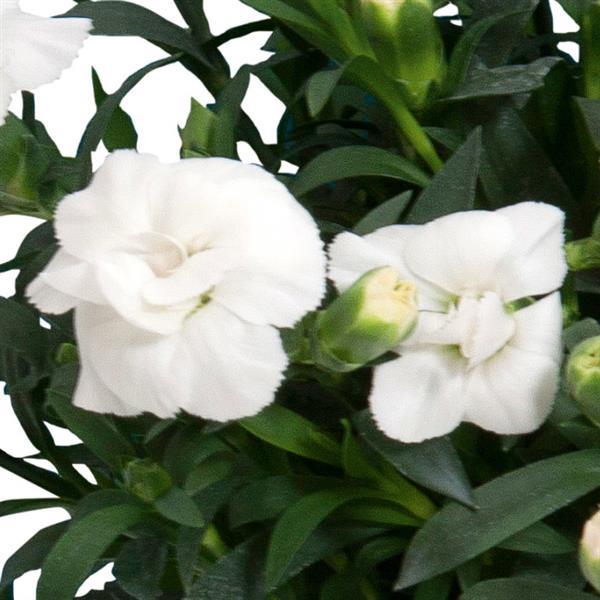 Oscar<sup>®</sup> White