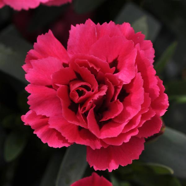 Oscar<sup>®</sup> Cherry+Velvet