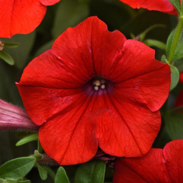 Headliner™ Red