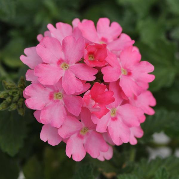 Lascar™ Pink