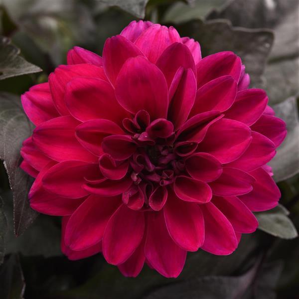 City Lights™ Compact Magenta