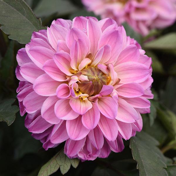 City Lights™ Lavender Pink