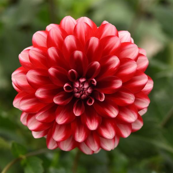 Dalaya<sup>®</sup> Red Lace