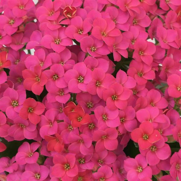 Mandala<sup>®</sup> Deep Pink