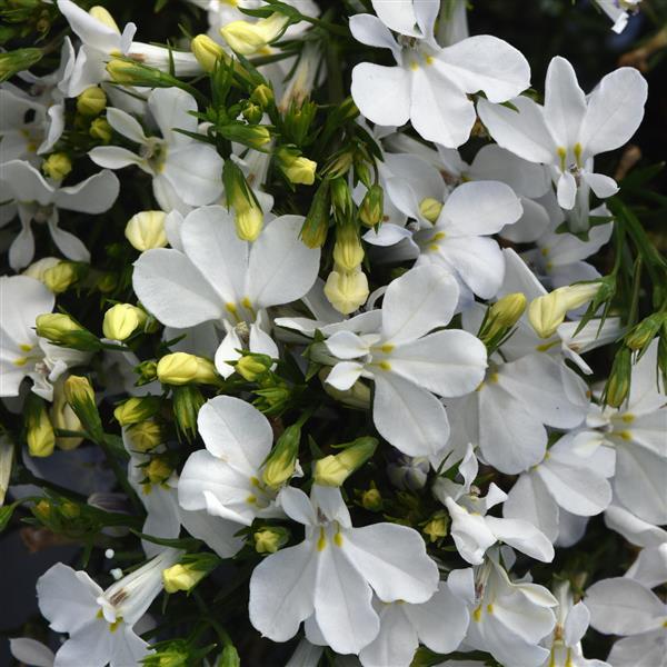 Magadi™ Compact White