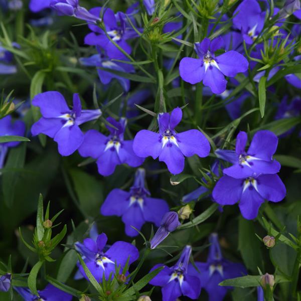 Magadi™ Compact Blue
