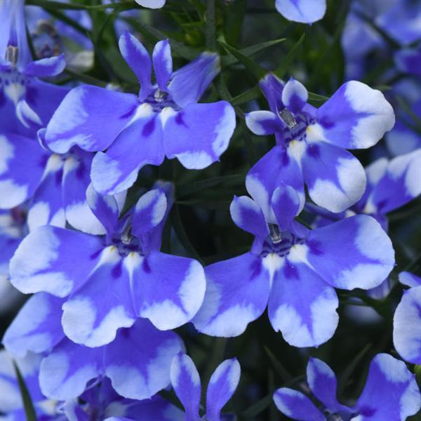 Magadi™ Compact Blue Bay
