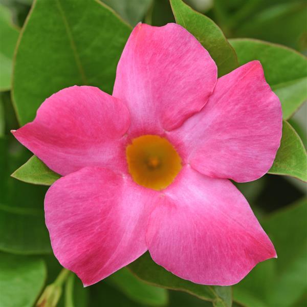 Divina Compact Pink
