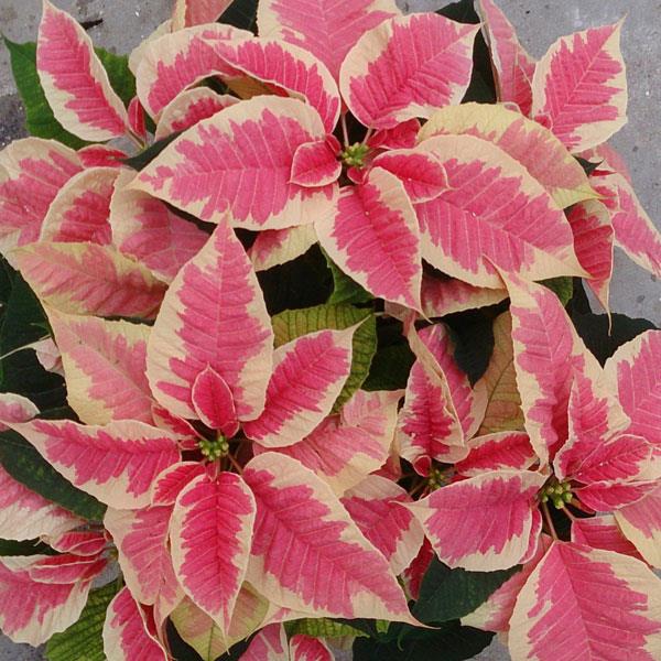 Christmas Beauty™ Marble