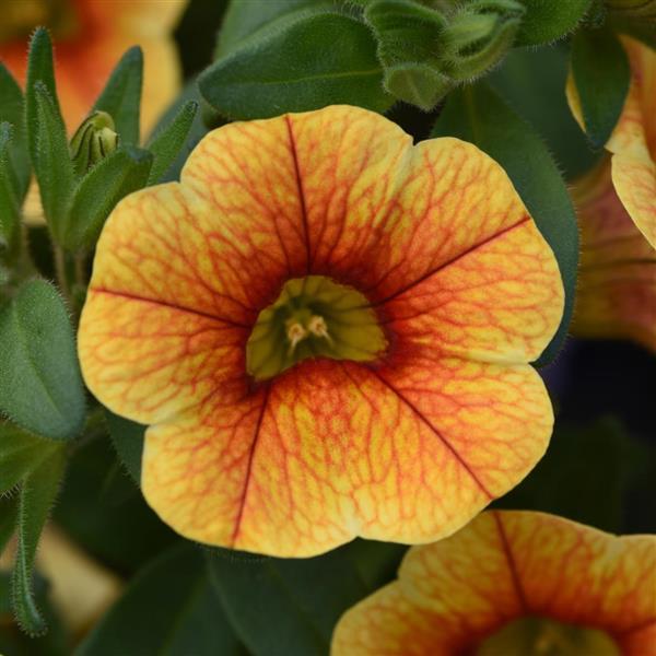 MiniFamous<sup>®</sup> Uno Yellow+Red Vein