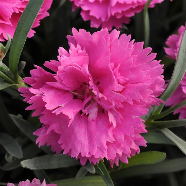 EverLast™ Orchid