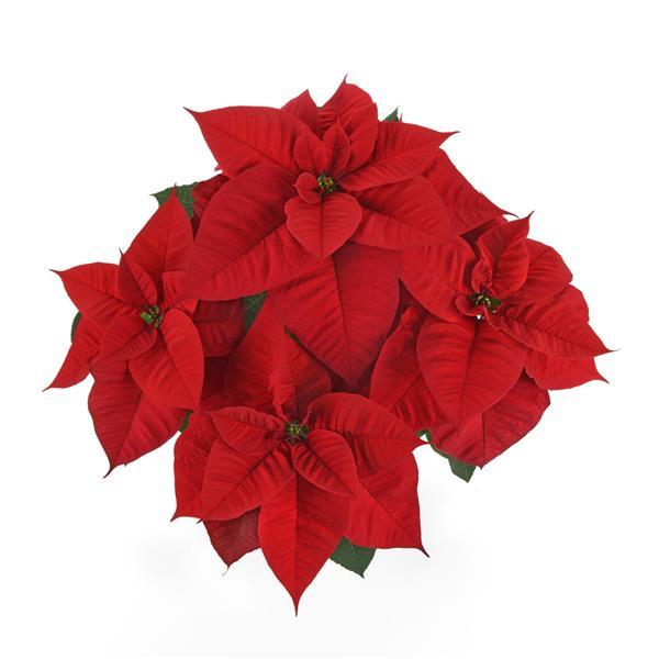 Poinsettia Christmas Royale