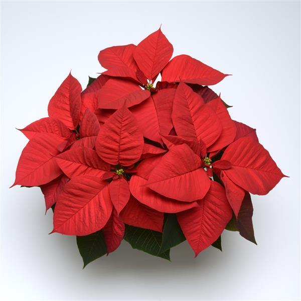Christmas Aurora™ Red