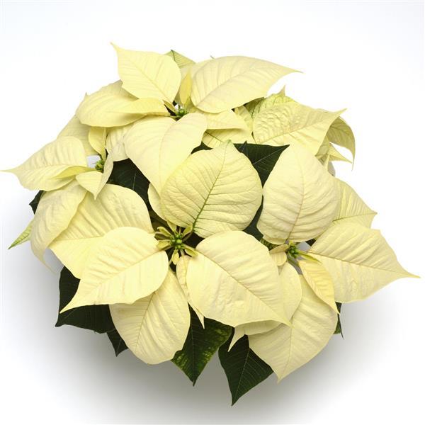 Christmas Glory™ White