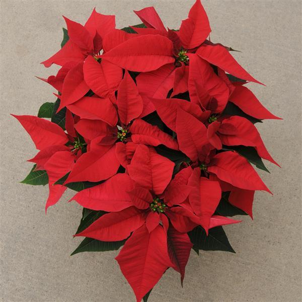 Christmas Joy™ Red