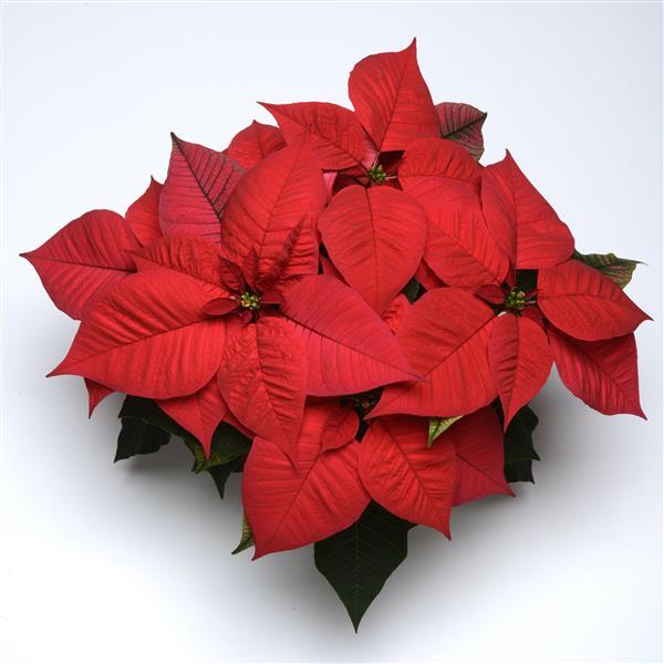 Christmas Glory™ Red