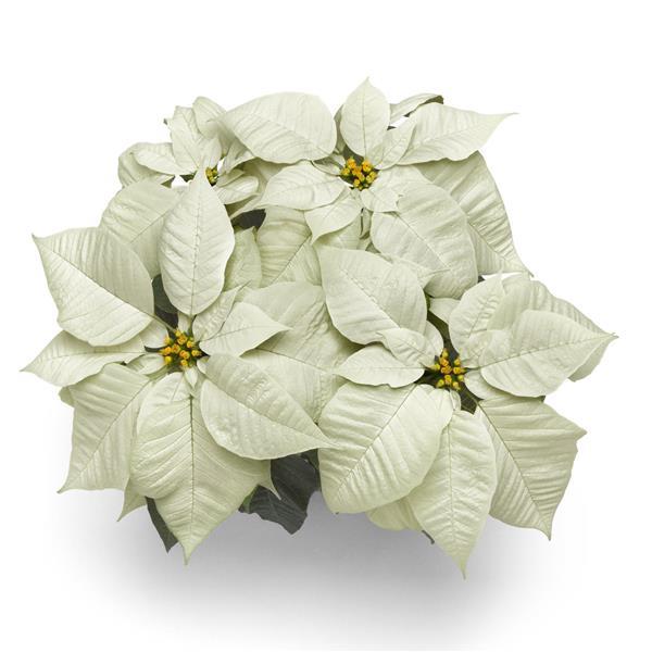 Early Elegance™ White